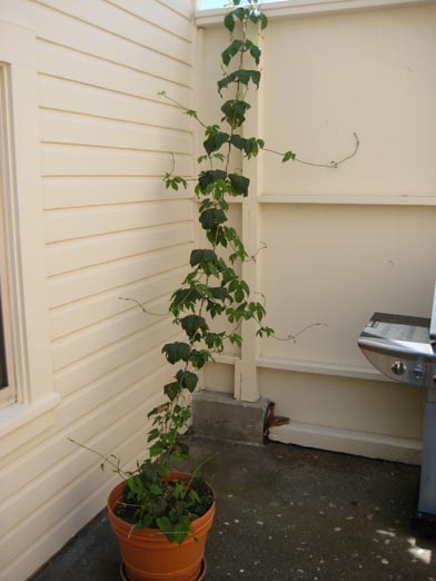 Drying Hops